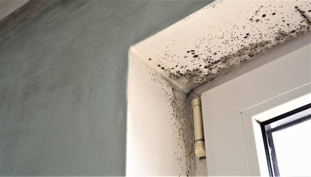 Best Comprehensive Air Testing for Mold Contaminants  in Alma, MI