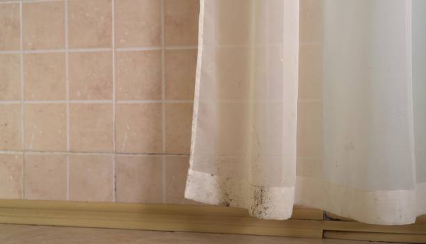 Best Water Damage & Mold Remediation  in Alma, MI
