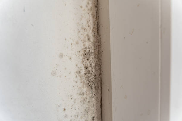 Mold Odor Removal Services in Alma, MI