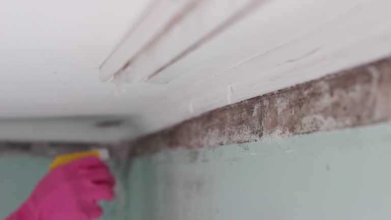Best Post-Construction Mold Inspection  in Alma, MI