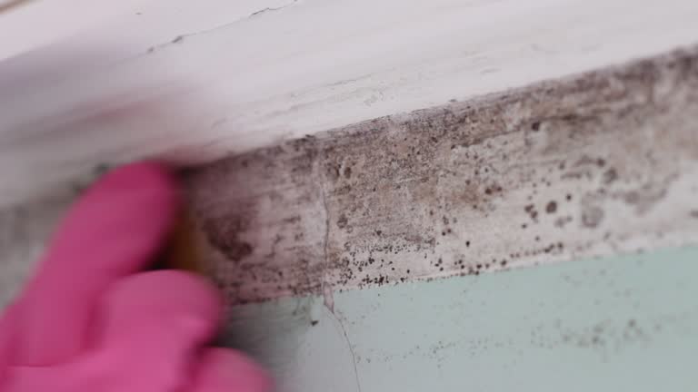 Best Environmental Consulting for Mold Prevention  in Alma, MI
